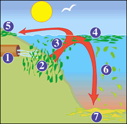 algal bloom diagram